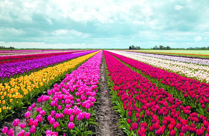 82 Gambar Taman Bunga Tulip Di Belanda Kekinian