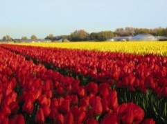 tulpen-noordwijk-aan-zee-e1450699966950
